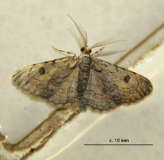 Orbamia octomaculata
