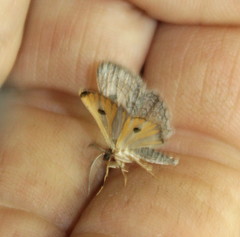 Orbamia octomaculata