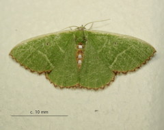 Comibaena leucospilata