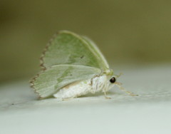 Comibaena leucospilata