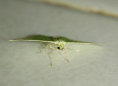 Comibaena leucospilata