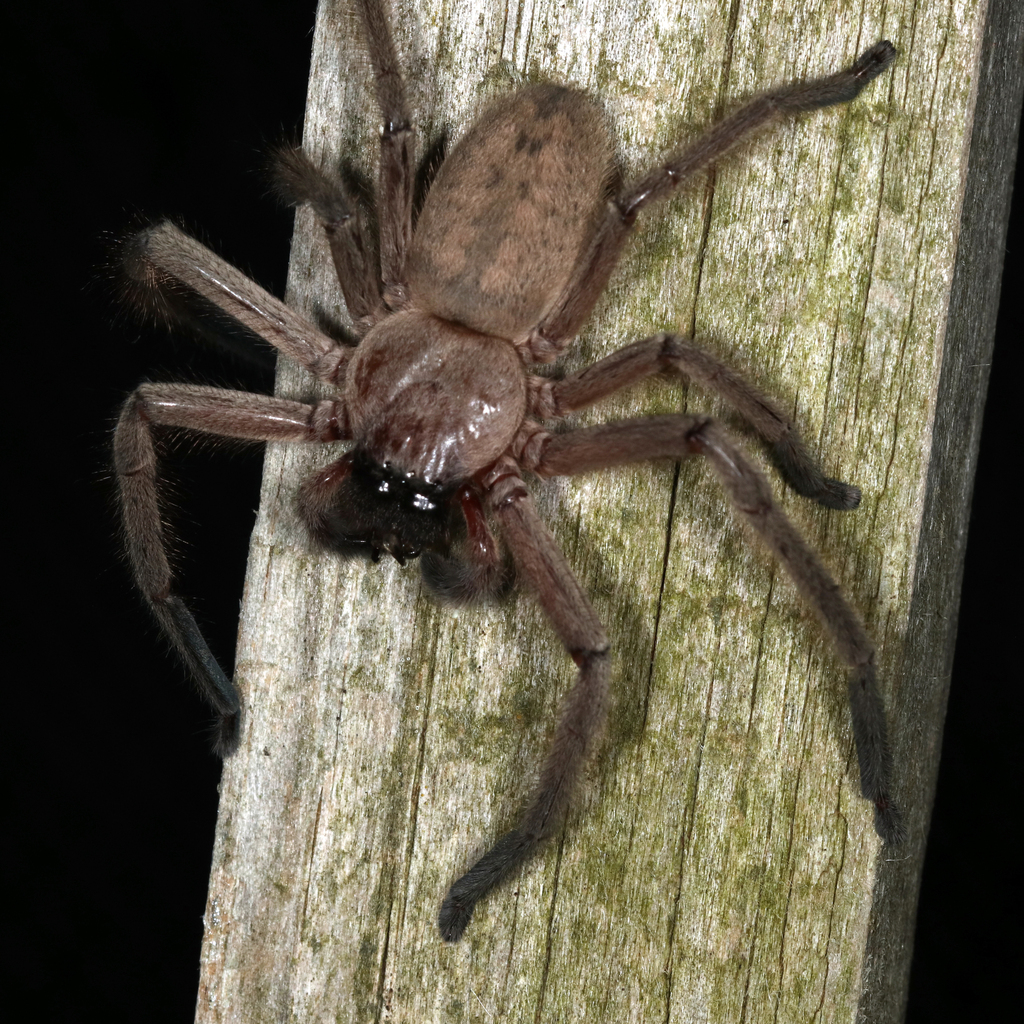 Social Huntsman Spider from Addington VIC 3352, Australia on January 6 ...