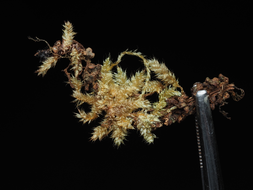 Squamidium leucotrichum