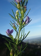 Psoralea azuroides