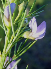 Psoralea azuroides