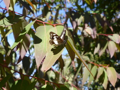 Limenitidini