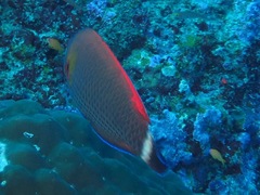 Pseudodax moluccanus