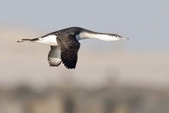 Red-Throated Loon photo 5