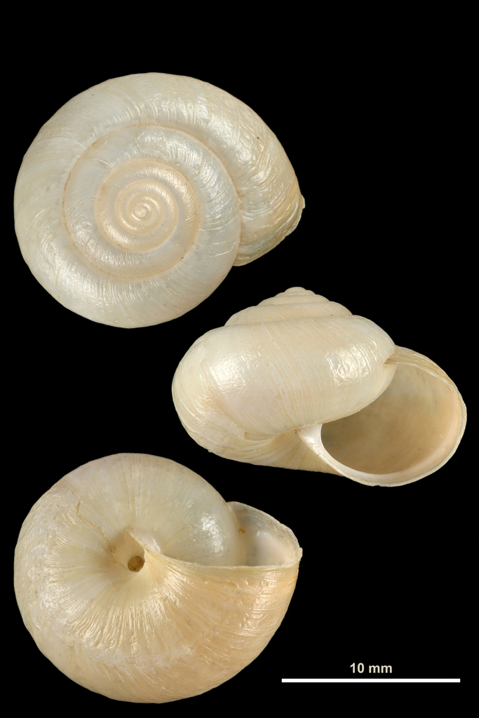 Kentish Snail