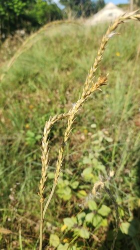 Xeraea graminea (Gomphrena graminea)