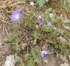 Phacelia patuliflora teucriifolia