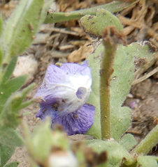 Phacelia patuliflora teucriifolia