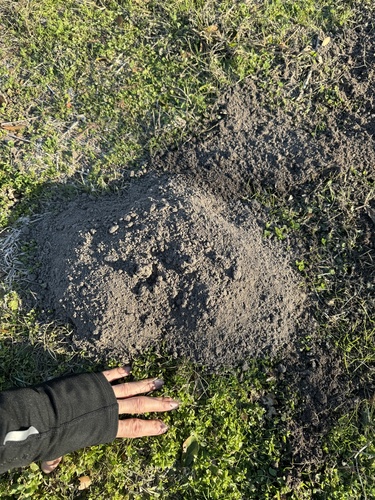 Baird's Pocket Gopher