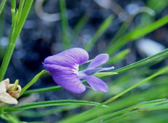 Psoralea trullata
