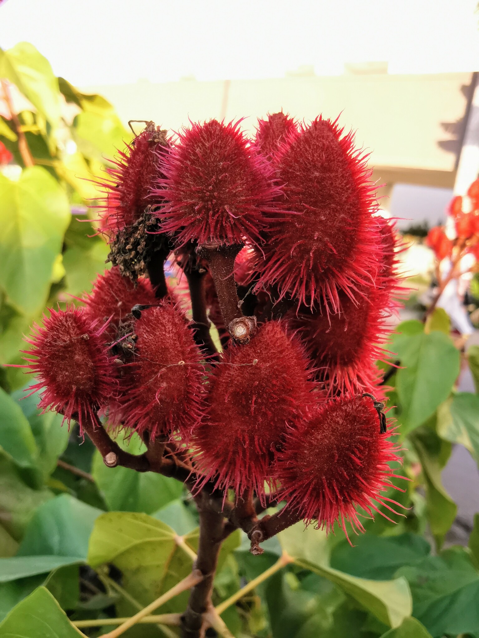 Imagem de Urucum