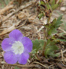 Phacelia patuliflora teucriifolia
