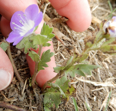 Phacelia patuliflora teucriifolia