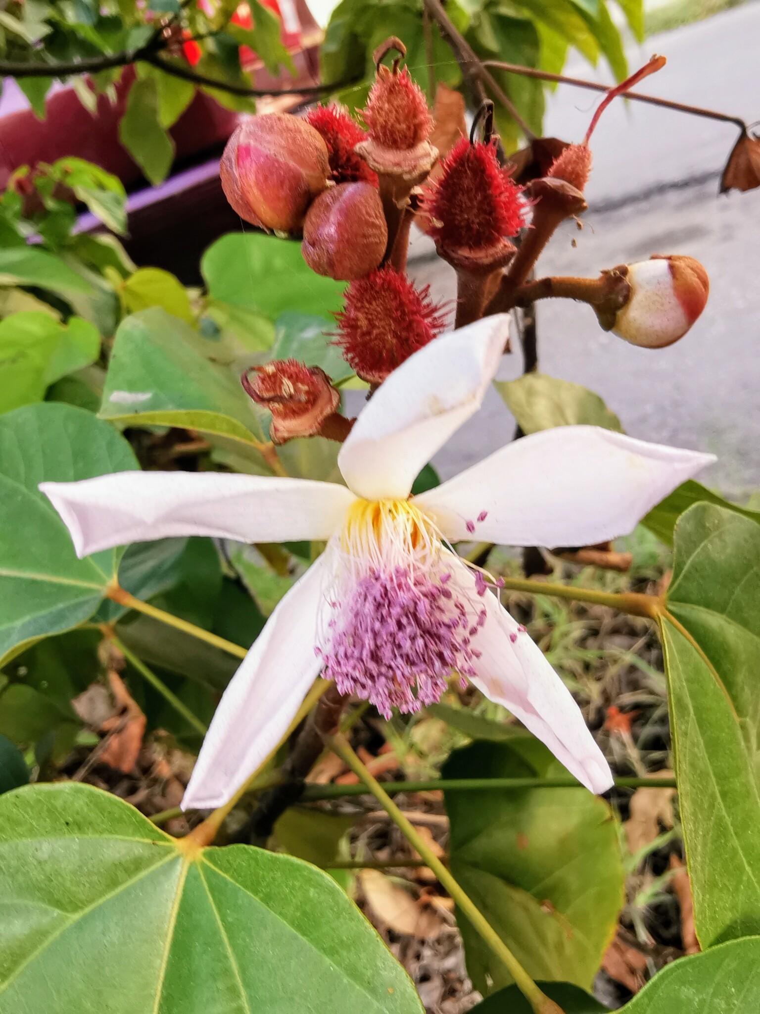 Imagem de Urucum