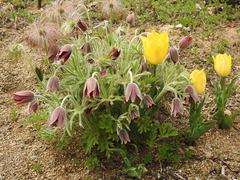 Pulsatilla cernua