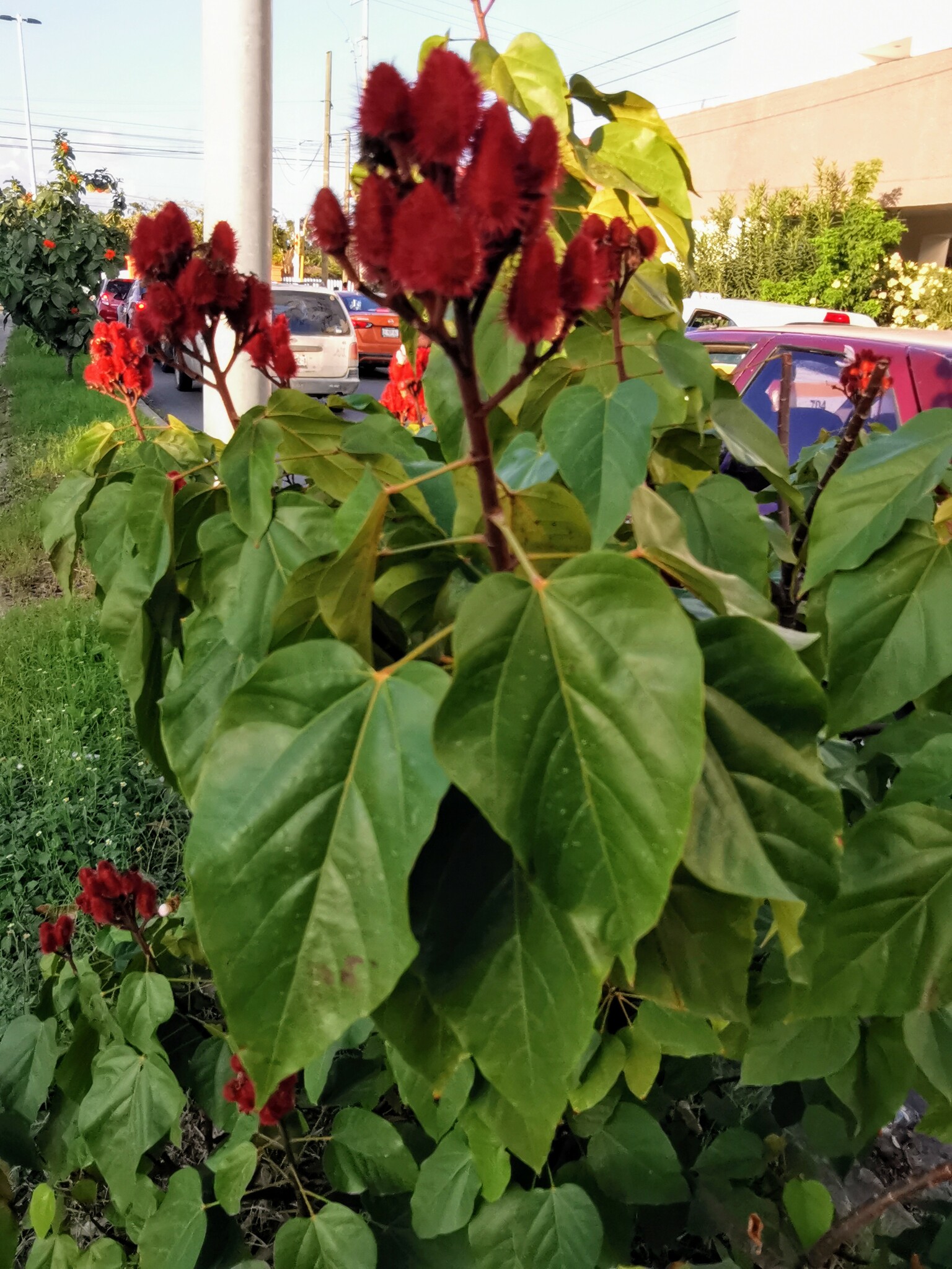 Imagem de Urucum