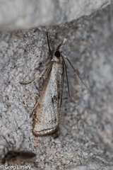 Microcrambus croesus