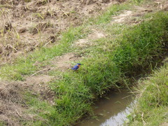 Corythornis vintsioides