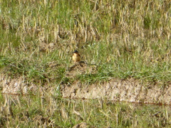 Corythornis vintsioides