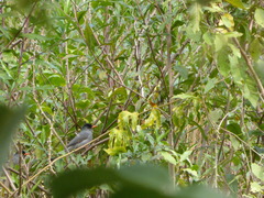 Hypsipetes madagascariensis