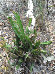 Leptocereus quadricostatus