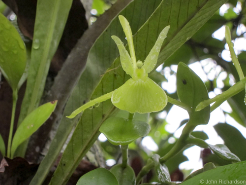 Epidendrum platychilum Schltr. 4
