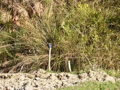 Corythornis vintsioides