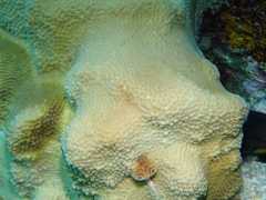 Orbicella faveolata image