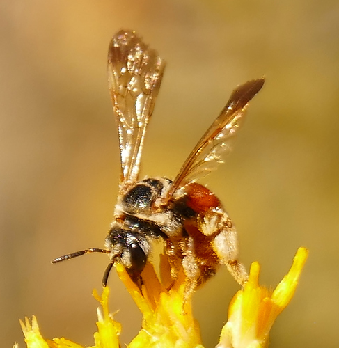 Dieunomia nevadensis (Cresson, 1874)