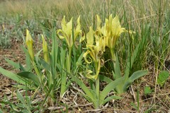 Iris pumila