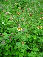 Geum × intermedium