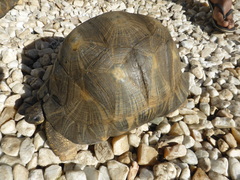 Astrochelys radiata