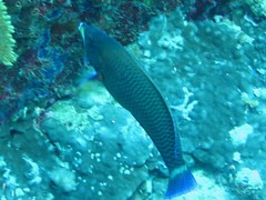 Pseudodax moluccanus