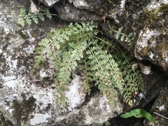 Asplenium fontanum