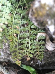 Asplenium fontanum