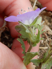 Phacelia patuliflora teucriifolia