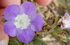 Phacelia patuliflora teucriifolia