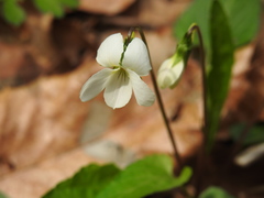 Viola lactiflora