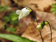 Viola lactiflora