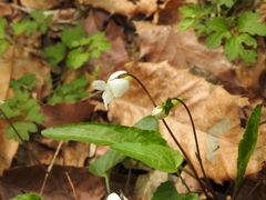 Viola lactiflora