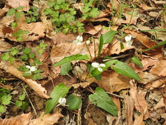 Viola lactiflora