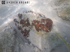 Botrylloides niger