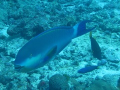 Chlorurus strongylocephalus