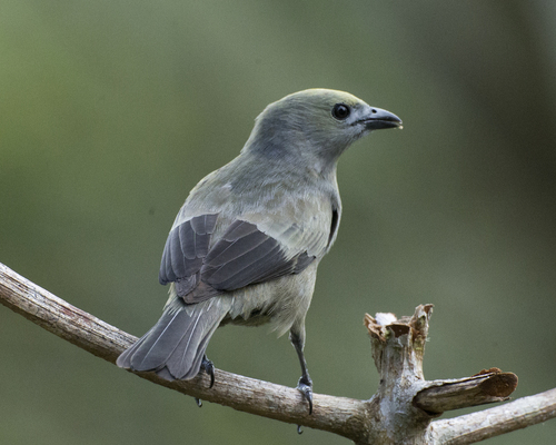 Palm Tanager