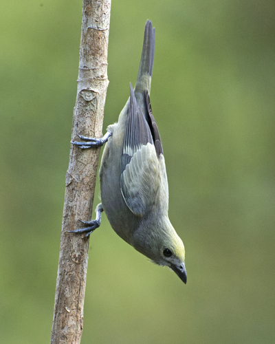 Palm Tanager, photo 9 of 10