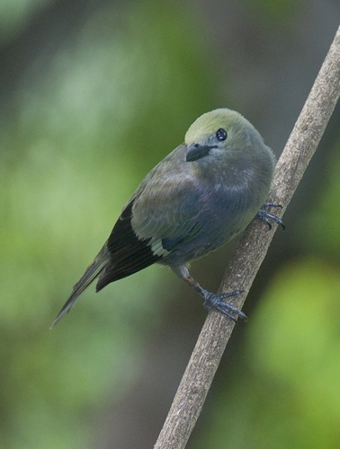 Palm Tanager, photo 10 of 10